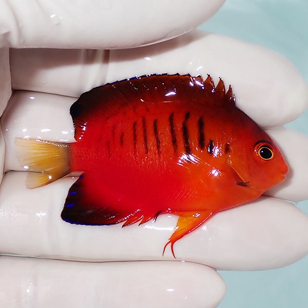 【現物4】ダイダイヤッコ 5.7cm±!海水魚 ヤッコ 15時までのご注文で当日発送(t111(t207