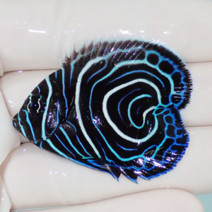 Black discus fish with vivid electric blue circular stripes resting on a white surface.