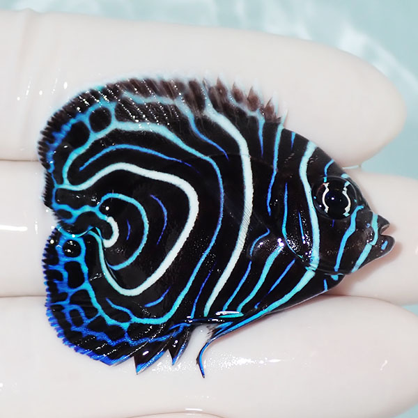 【現物】ウズマキハートテール 4.5cm±!海水魚 ヤッコ  15時までのご注文で当日発送(t111(t207