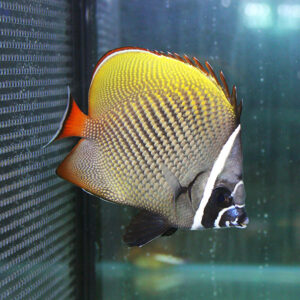 Yellow angelfish with black and white stripes and an orange tail swimming near a glass aquarium wall