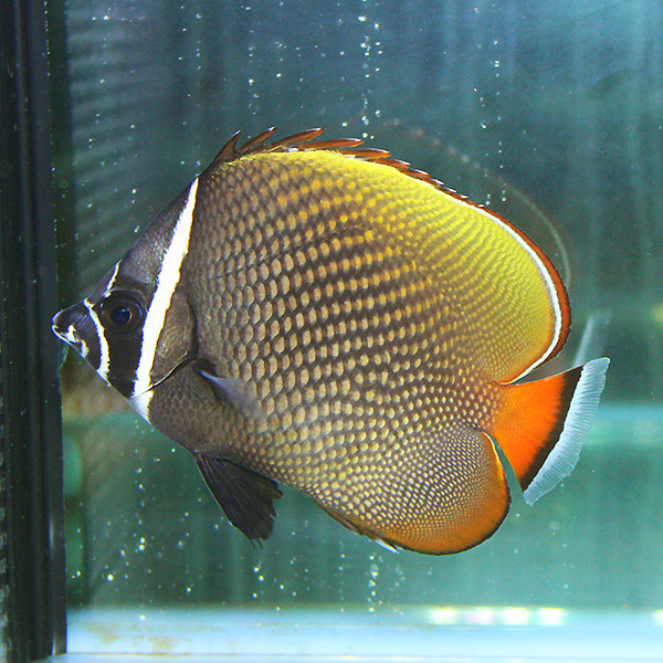 コラリスバタフライbig 11-13cm±!  海水魚 生体 15時までのご注文で当日発送(t114