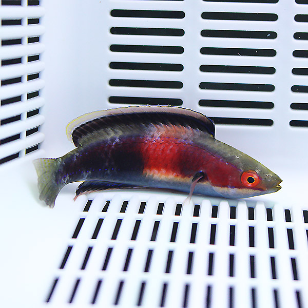 キャサリンフェアリーラス 8-10cm± !海水魚 生体 15時までのご注文で当日発送(t122