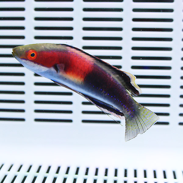 キャサリンフェアリーラス 8-10cm± !海水魚 生体 15時までのご注文で当日発送(t122