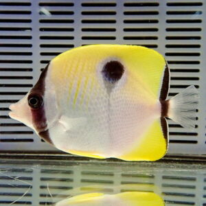 Side view of a yellow-and-white butterflyfish with a black midbody spot in an aquarium tank.