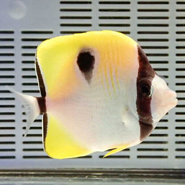イッテンチョウ 10-12cm±!  海水魚 チョウチョウウオ 餌付け!15時までのご注文で当日発送(t114