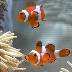 Two orange clownfish with white bands swim near pale anemones in an aquarium on display.