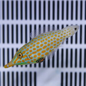Small turquoise fish with orange-yellow spots swimming in front of a striped grid background.