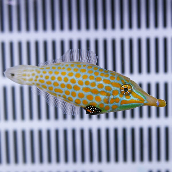 ★テングカワハギ 6-8cm±! ハギ 海水魚 !15時までのご注文で当日発送(t119
