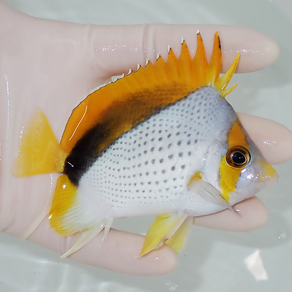 【現物4】粒エサOK マルケサスバタフライ 10cm±! 海水魚 チョウチョウウオ 15時までのご注文で当日発送(t114(t207