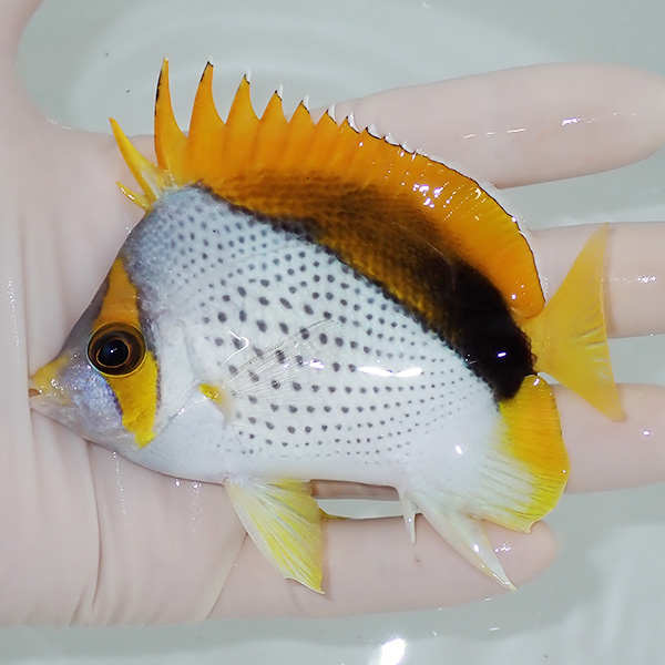 【現物4】粒エサOK マルケサスバタフライ 10cm±! 海水魚 チョウチョウウオ 15時までのご注文で当日発送(t114(t207