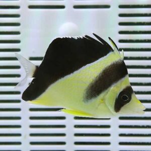 Yellow and black striped tropical fish swimming in an aquarium.