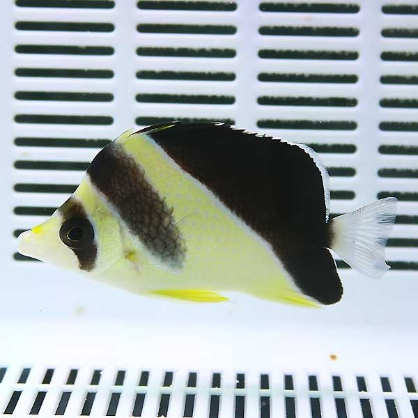 バーゲスバタフライ 8-10cm± !海水魚 生体 15時までのご注文で当日発送【チョウチョウオ】