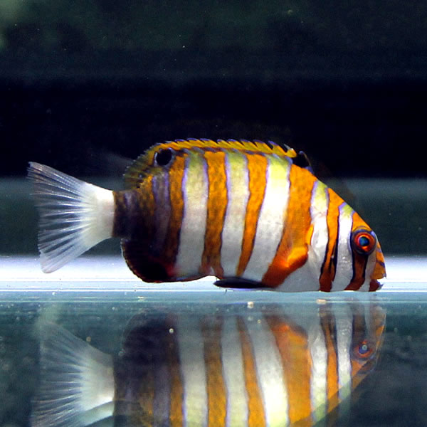 シチセンベラ 6-9cm± 海水魚 ベラ! 15時までのご注文で当日発送(t122