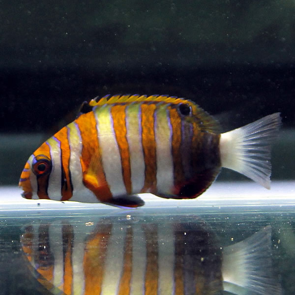 シチセンベラ 6-9cm± 海水魚 ベラ! 15時までのご注文で当日発送(t122
