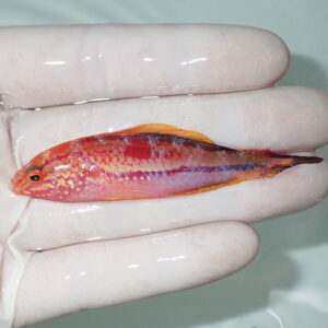 Small, elongated orange-pink fish with yellow dorsal fins held between gloved fingers, likely a lab specimen.
