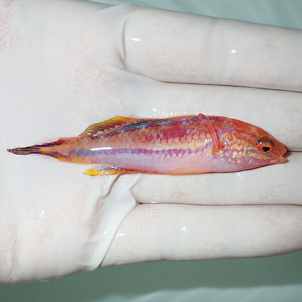 【現物4】ピンテールフェアリーラス 8cm±! 海水魚 ベラ !15時までのご注文で当日発送(t122(t207