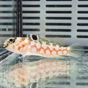 Small orange-and-white patterned fish swimming in a glass aquarium with a metal grate background.