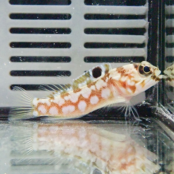 ブラックスポットジョーフィッシュ 6-8cm± !  海水魚 ジョーフィッシュ 15時までのご注文で当日発送(t121(t207