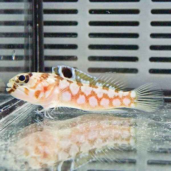 ブラックスポットジョーフィッシュ 6-8cm± !  海水魚 ジョーフィッシュ 15時までのご注文で当日発送(t121(t207