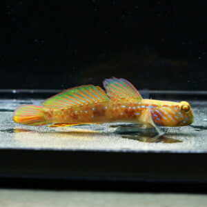 Colorful orange fish with blue spots and teal fins resting on the sandy bottom of an aquarium tank.
