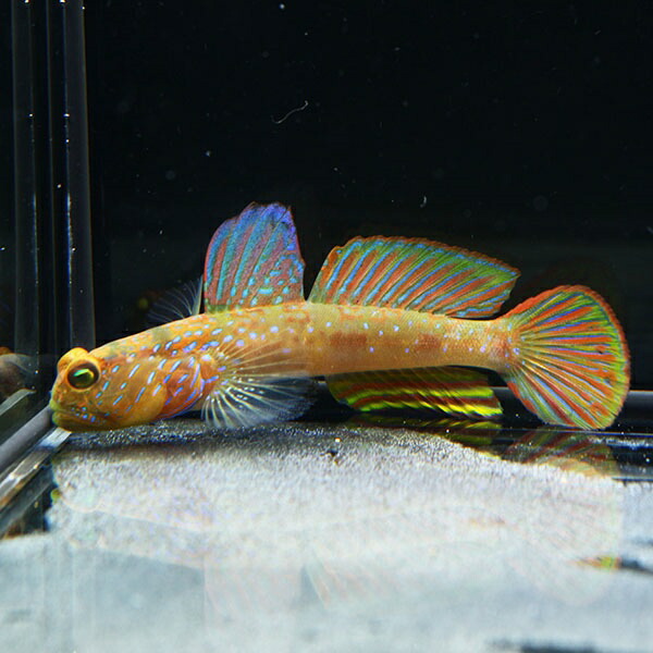 ラグーンシュリンプゴビー 5-7cm± ! 海水魚 ハゼ 15時までのご注文で当日発送(t121