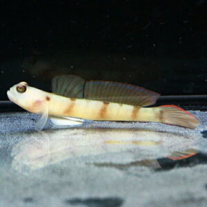 Small pale fish with dark bands and a large dorsal fin resting on a sandy aquarium bottom.