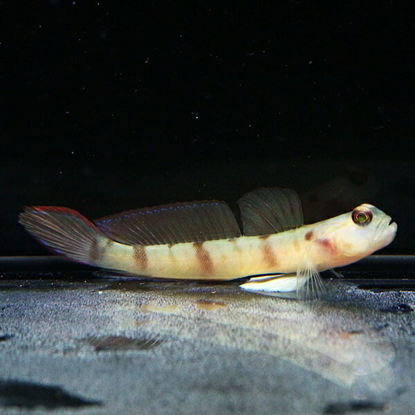 ダテハゼ 5-7cm± ! 海水魚 ハゼ 15時までのご注文で当日発送(t121