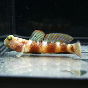 Orange-brown fish with white bands and a large yellow eye on a sandy aquarium bottom.