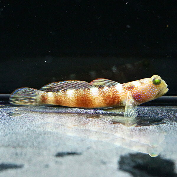 ムラサメハゼ 5-7cm± !タイミングによって黒くなります 海水魚 ハゼ 15時までのご注文で当日発送(t121