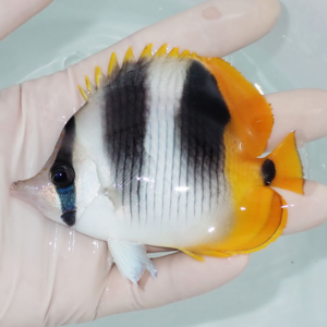 Small tropical butterflyfish held in a gloved hand, white body with black vertical bands and bright orange tail and fins.