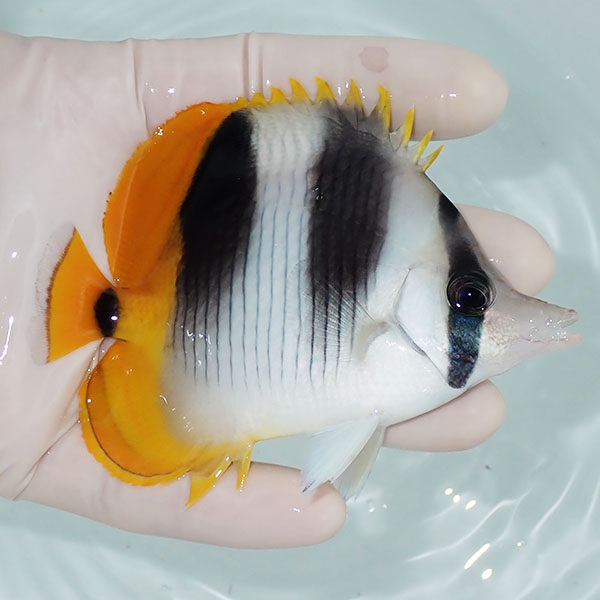 【現物1】スダレチョウ 10cm±!   海水魚 チョウチョウウオ  15時までのご注文で当日発送(t114(t207