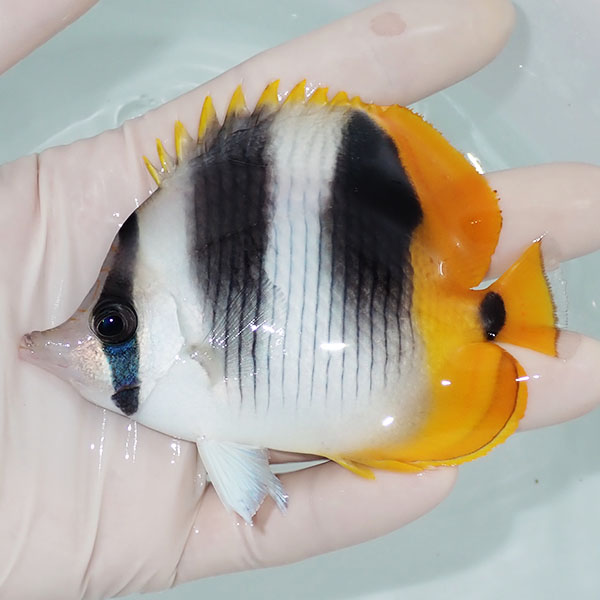【現物1】スダレチョウ 10cm±!   海水魚 チョウチョウウオ  15時までのご注文で当日発送(t114(t207