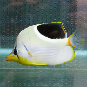 White tropical fish with yellow fins and a black patch on its back swimming in a glass tank.