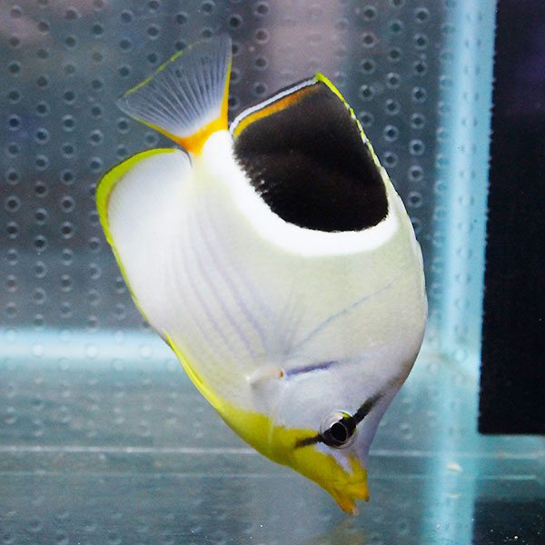 セグロチョウ 大きめ 10-12cm±! 海水魚 チョウチョウウオ  15時までのご注文で当日発送(t114