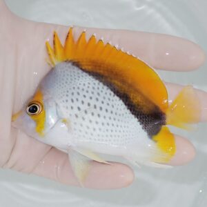 Small white tropical fish with an orange spiky dorsal fin and yellow accents, held in a hand.
