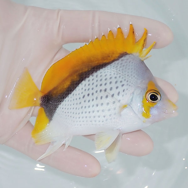 【現物8】粒エサOK マルケサスバタフライ 9.5cm±!  海水魚 チョウチョウウオ 15時までのご注文で当日発送(t114(t207