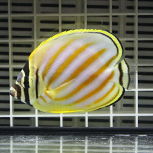 Yellow and white striped butterflyfish swimming in an aquarium grid background in yellow tones with a dark eye stripe next to its head.