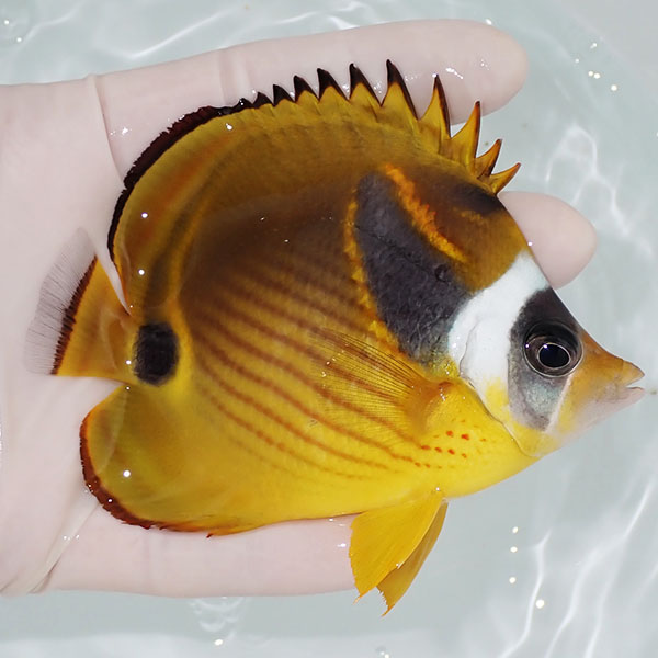 【現物】チョウハン 10cm±!   海水魚 チョウチョウウオ 15時までのご注文で当日発送(t114(t207