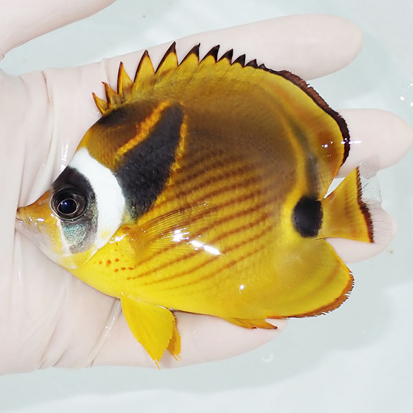 【現物】チョウハン 10cm±!   海水魚 チョウチョウウオ 15時までのご注文で当日発送(t114(t207