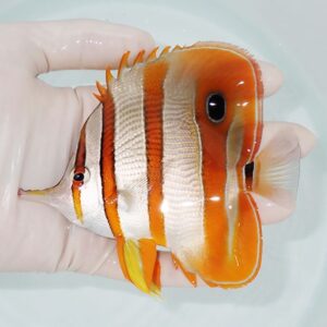 Clownfish with orange and white bands held in a gloved hand in shallow water.