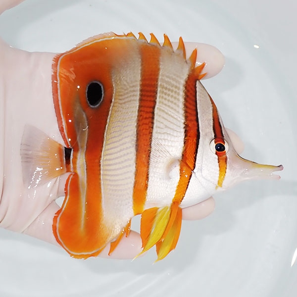 【現物1】ハシナガチョウ 12cm±!海水魚 チョウチョウウオ 15時までのご注文で当日発送(t114(t207