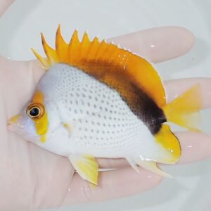 Small angelfish held in a hand; white body with orange dorsal and tail fins and a black midbody band.