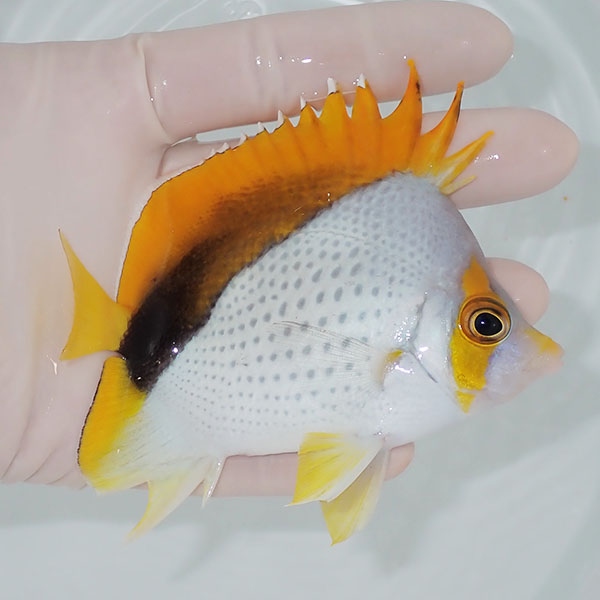 【現物7】マルケサスバタフライ 10cm±! 海水魚 チョウチョウウオ 15時までのご注文で当日発送(t114(t207
