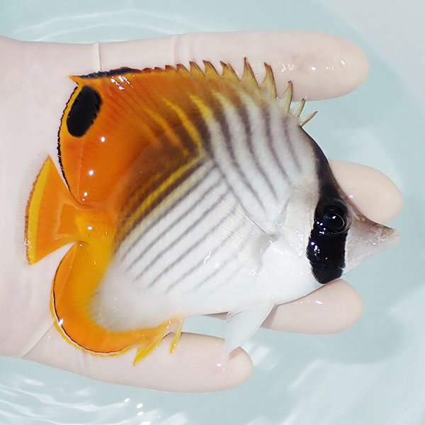 【現物】トゲチョウ 11cm±!海水魚 チョウチョウウオ 15時までのご注文で当日発送(t114(t207