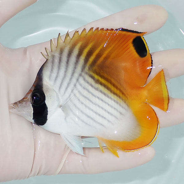 【現物】トゲチョウ 11cm±!海水魚 チョウチョウウオ 15時までのご注文で当日発送(t114(t207