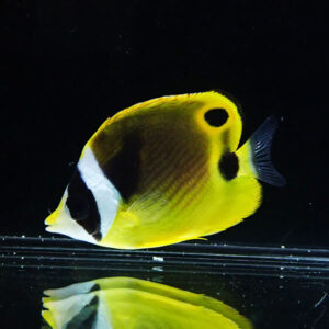 Yellow butterflyfish with white face, black eye stripe, and two black blotches swimming in a tank.
