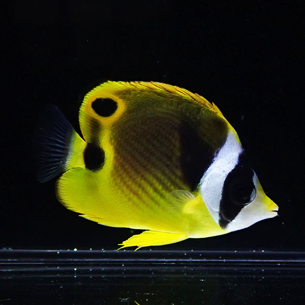 チョウハン 4-6cm±!海水魚 チョウチョウウオ (t114