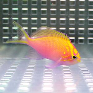 Bright pink and yellow tropical fish with orange face swims against a grid-pattern tank background, side view.