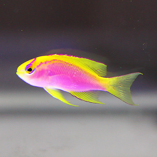 ベントラリス メス 3-4cm±! 海水魚 ハナダイ !15時までのご注文で当日発送(t118