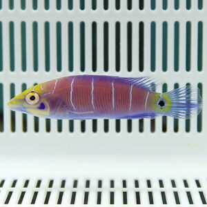 Colorful tropical fish with a purple body and pale blue stripes in an aquarium tank with a grid background.